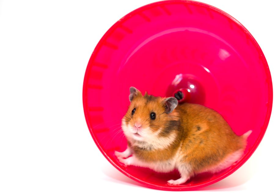 hamster on wheel